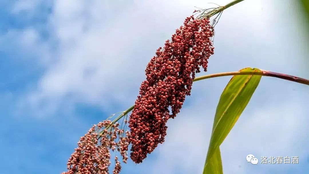 640_wx_fmt=jpeg&wxfrom=5&wx_lazy=1&wx_co=1 (6).jpg 图片